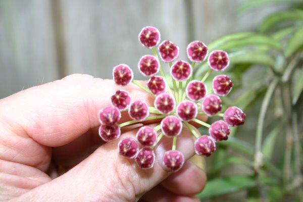 http://www.cloudjungle.com/cloudjungle/Asclepiadaceae/Hoya/Hoya wayetii flower.jpg 